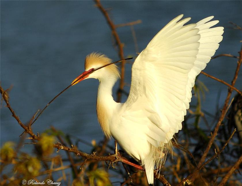 Cattle Egret