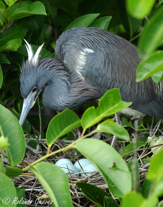 Little Blue Tending Nest