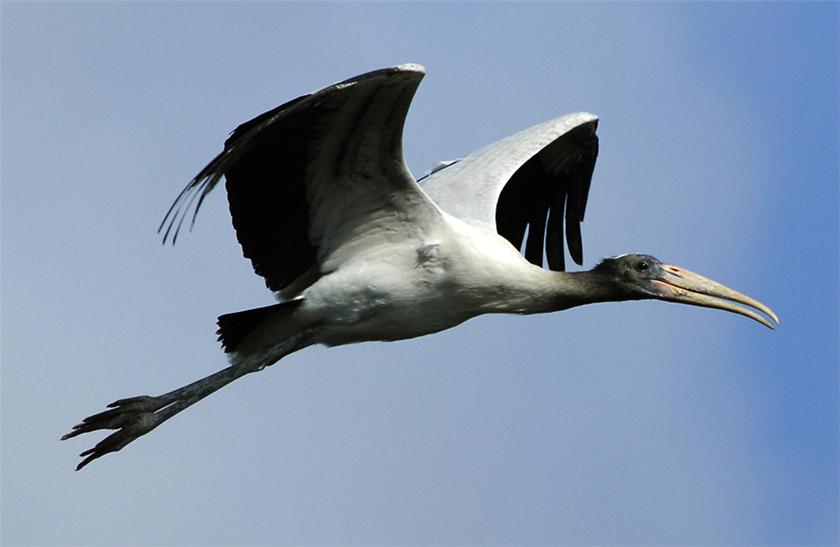 Woodstork in flight