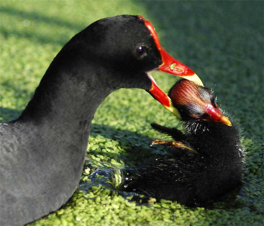 Moorhen w/ chick
