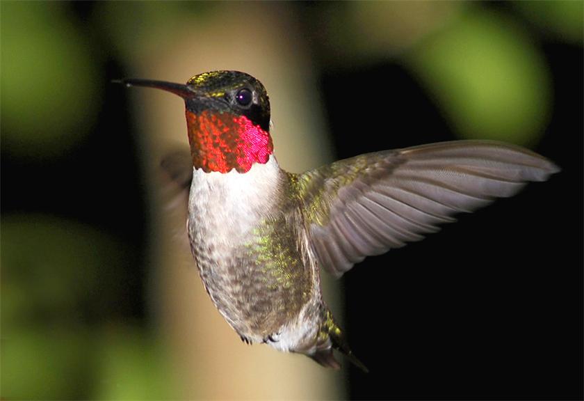 Ruby-throat