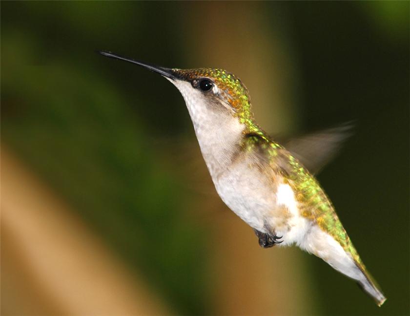 Ruby-throat female