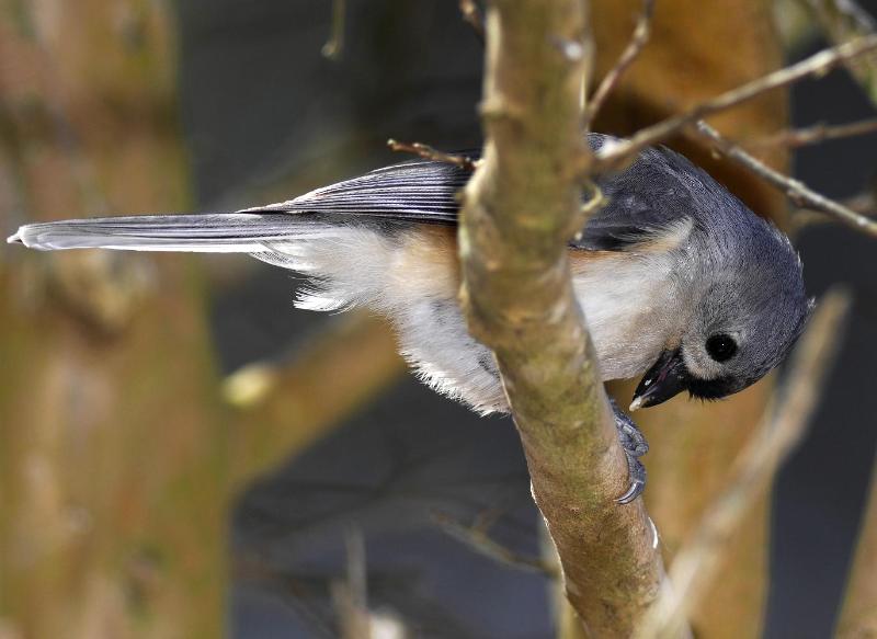 Titmouse