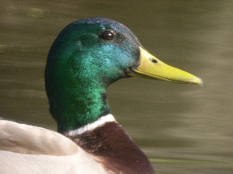 Male Mallard