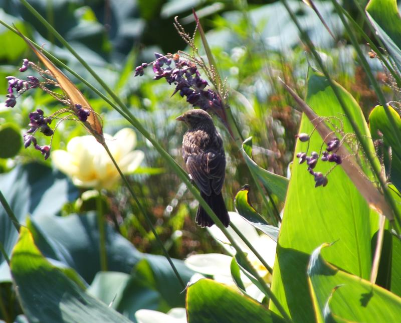 Sparrow in the garden image