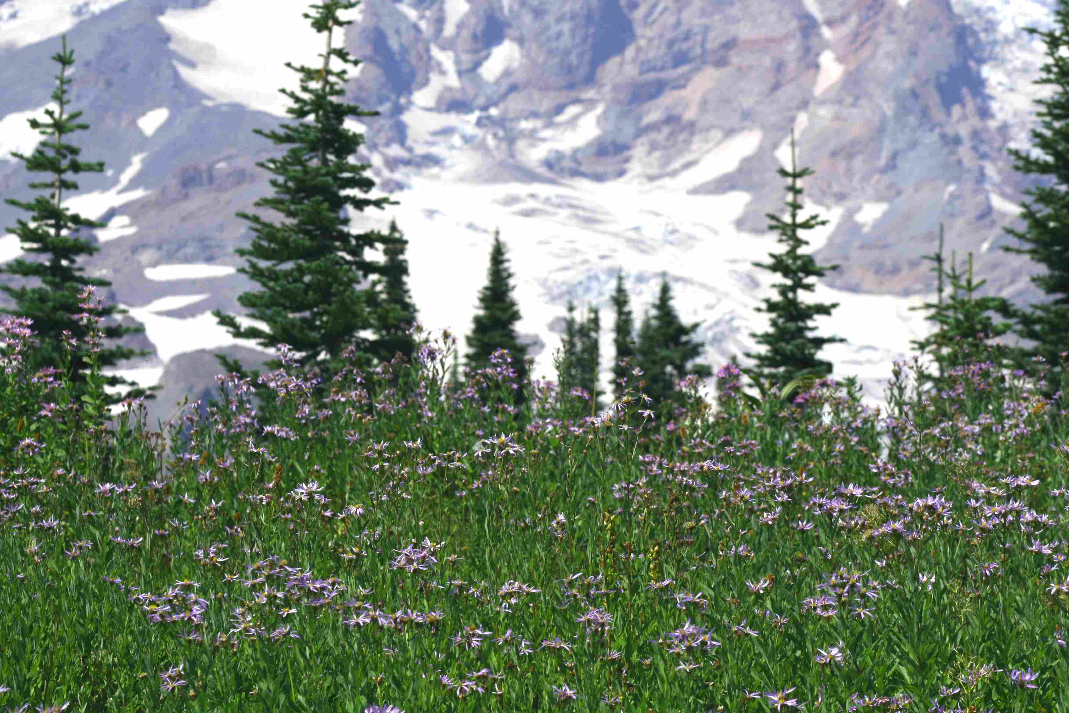 Mountain Medow