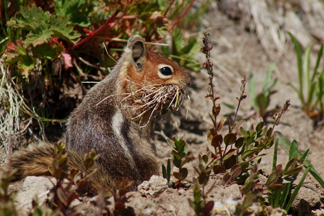 Chipmunk Resized