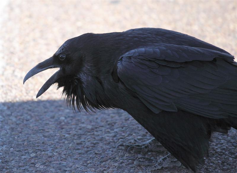 Angry (and hungry ;-) ) Raven
