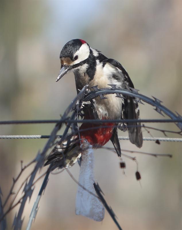 Woodpecker