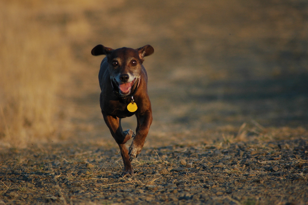 Coco in Motion