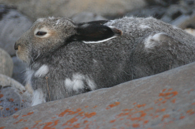 Arctic Hare image