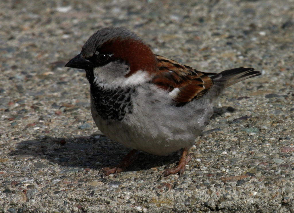 House Sparrow