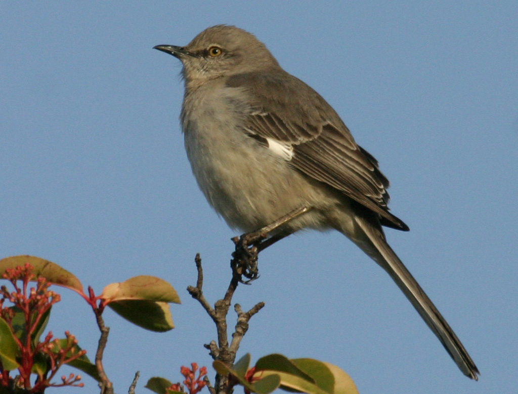 Northern Mockingbird image