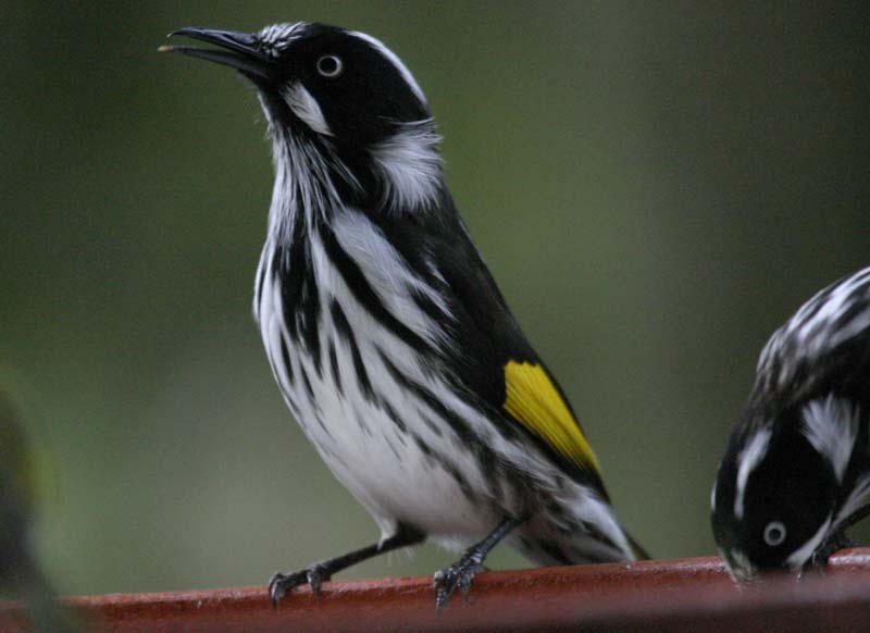 Manic Australian Honeyeater image