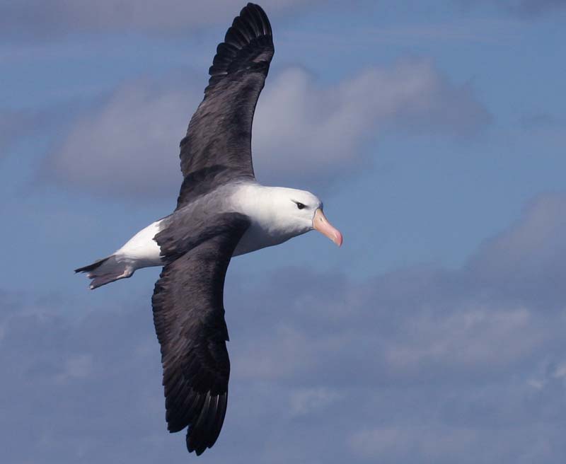 Southern wings image