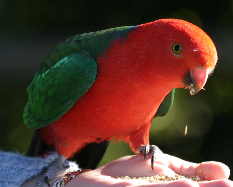 Australian King Parrot image
