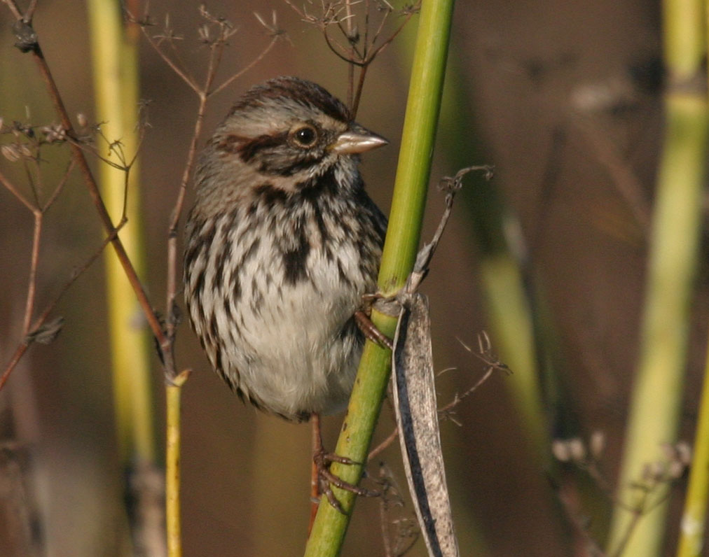 Song Sparrow image