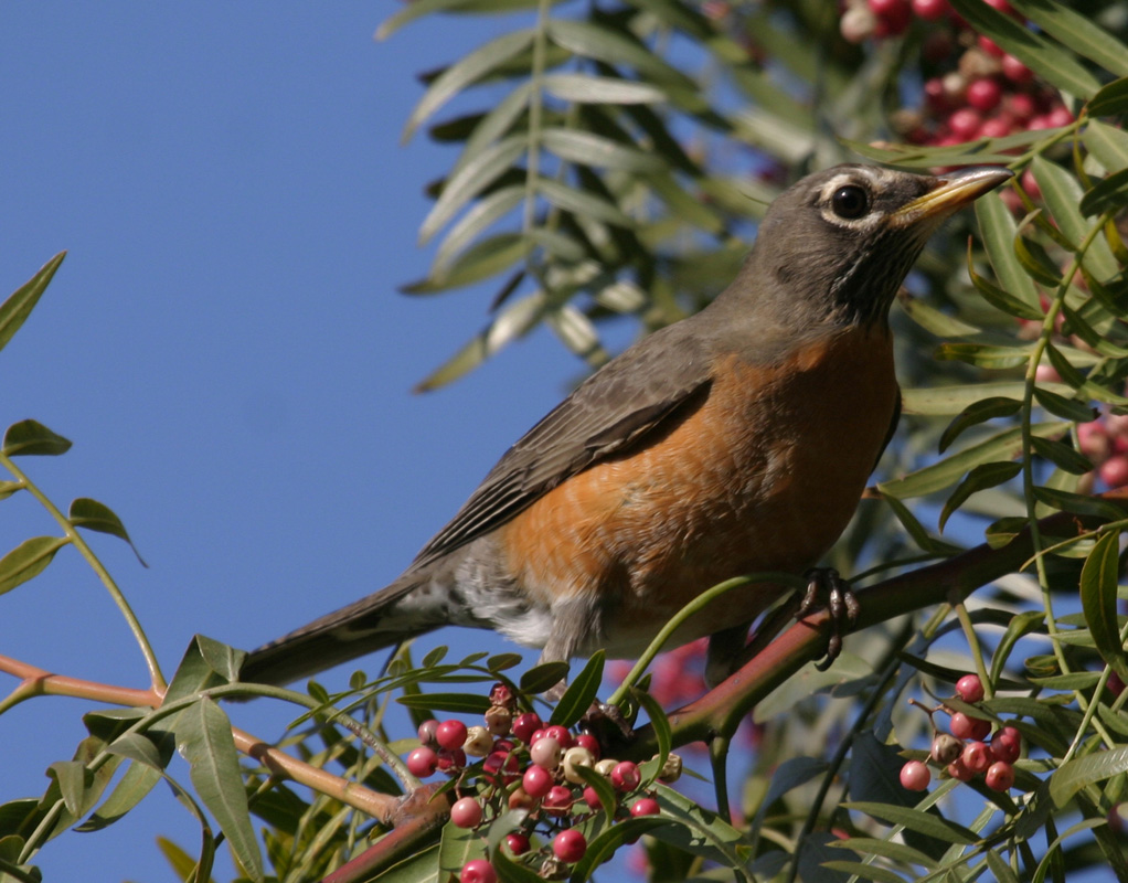 Harbinger of Spring image