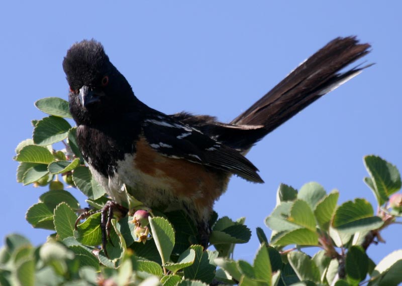 Unhappy bird image