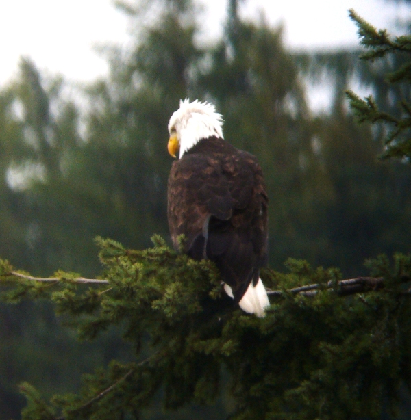 Eagle Lone Lake WA