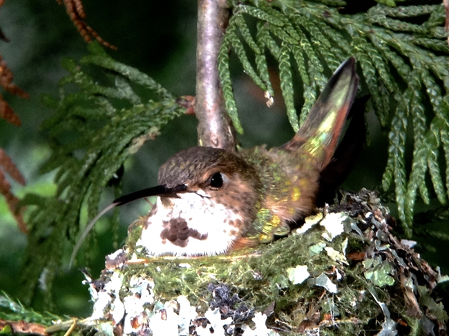 Nesting Hummingbird
