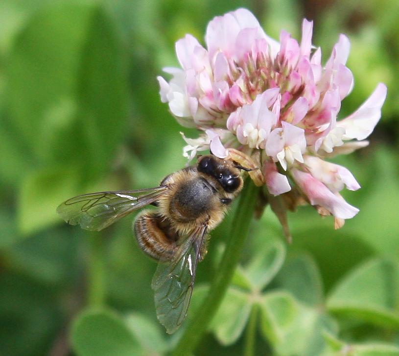 Honey Bee 04-30-09