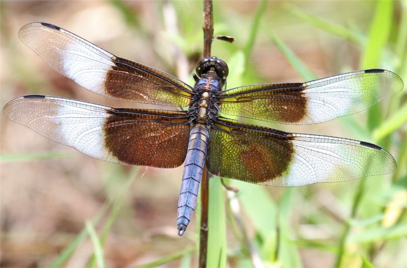 Dragonfly 06-11-09