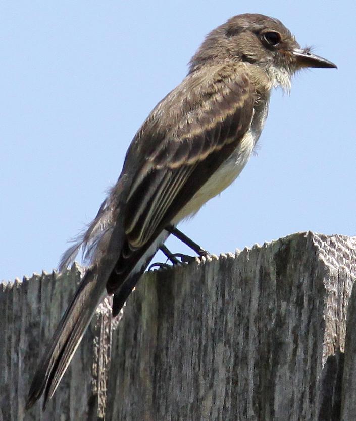 Eastern Phoebe 07-17-09