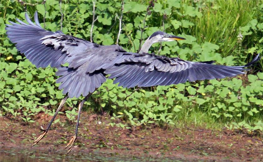 Great Blue Heron 08-01-09
