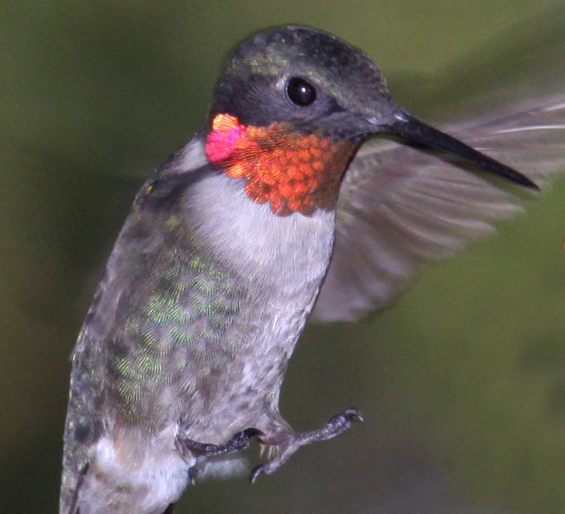 Hummingbird 09-08-09