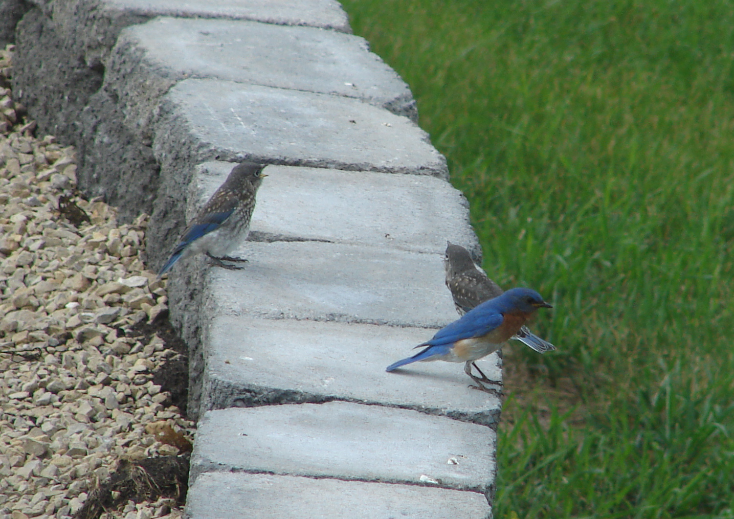 Bluebird family outing