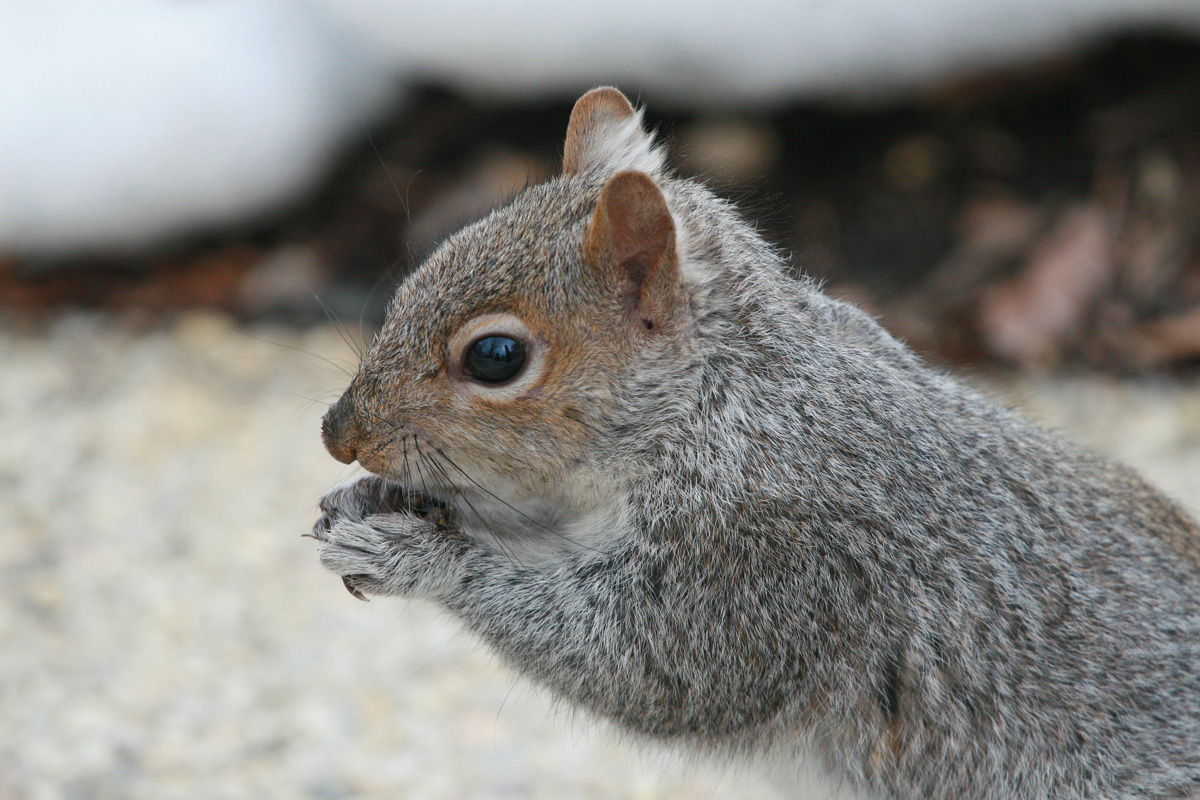 Capitol Squirrel