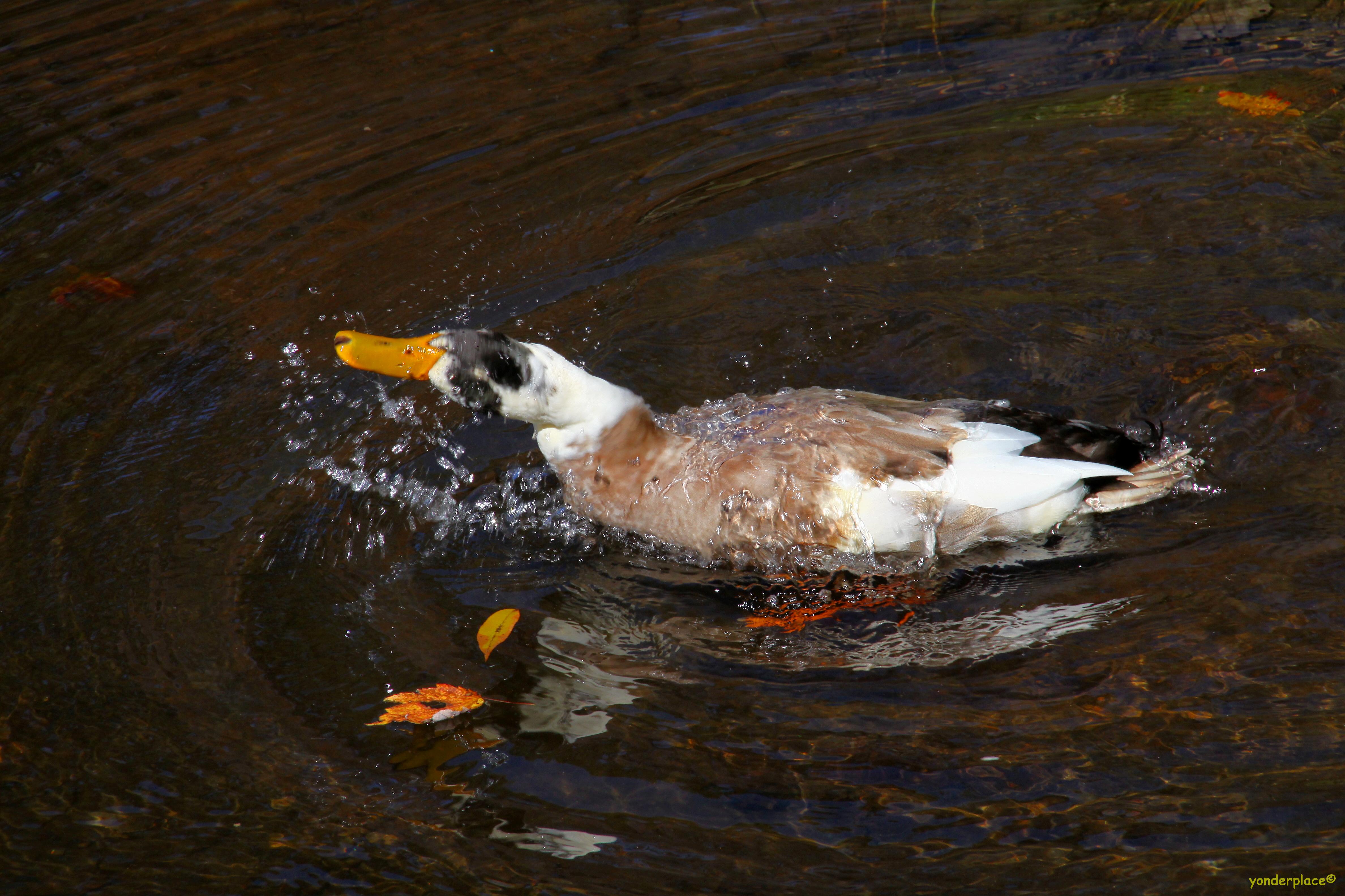 Splish/Splash