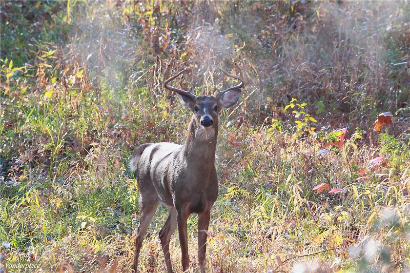 Snorting Whitetail Buck