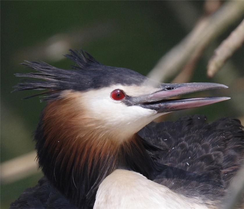 Podiceps cristatus