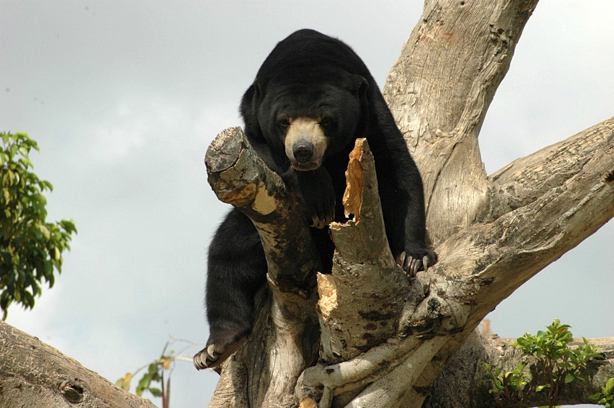 Bear