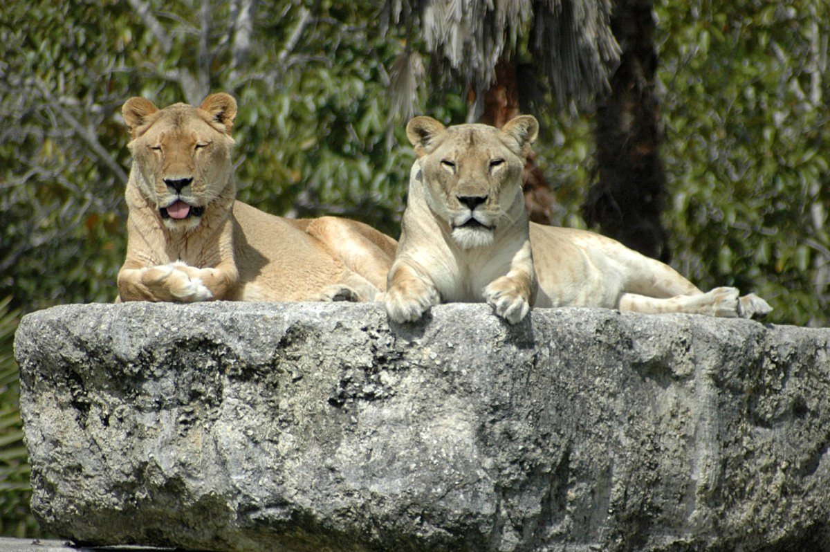 Lions