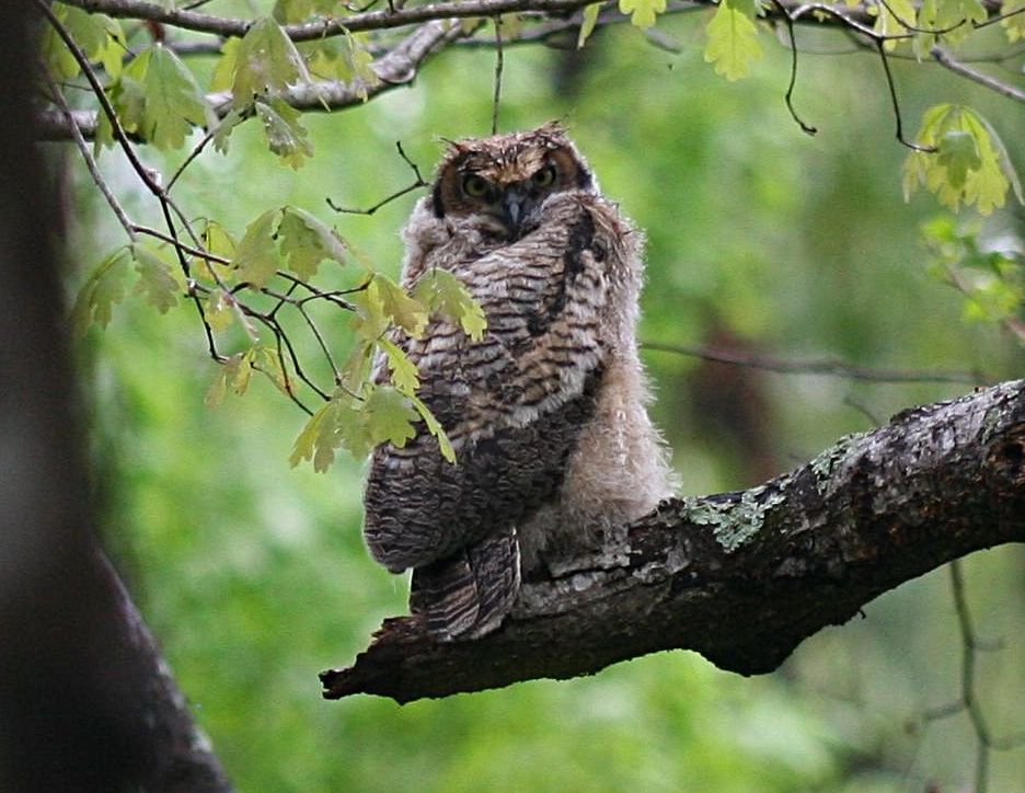 Young Great Horned Owl