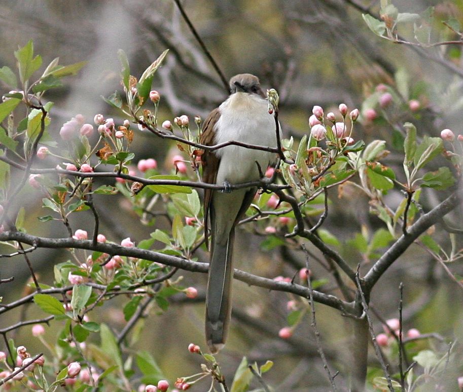 Black-billed Cuckoo I
