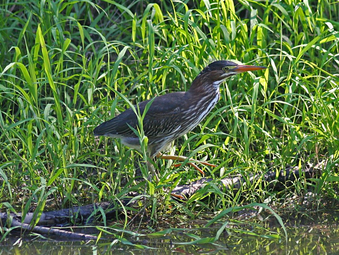 Green Heron Watching