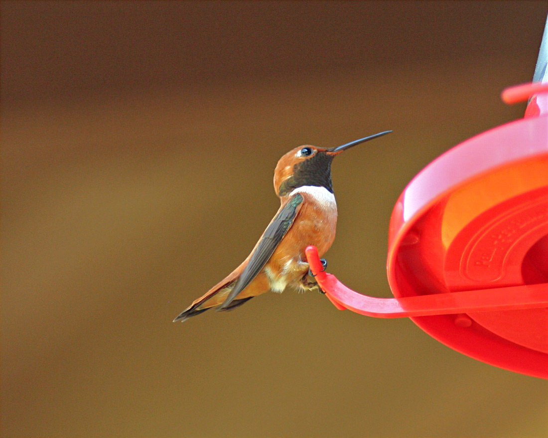 Rufous Hummer - 2