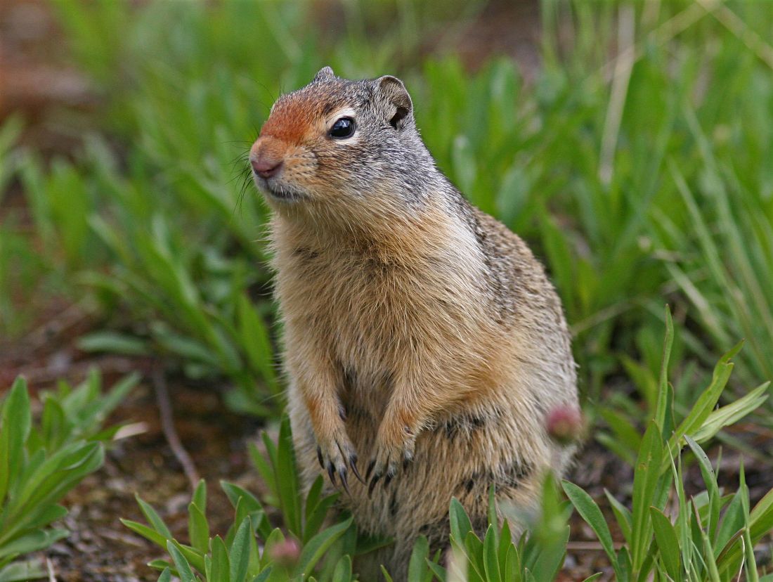 Curious Creature