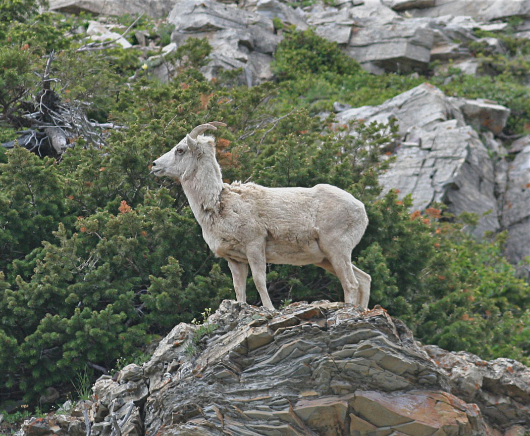 King of the Hill