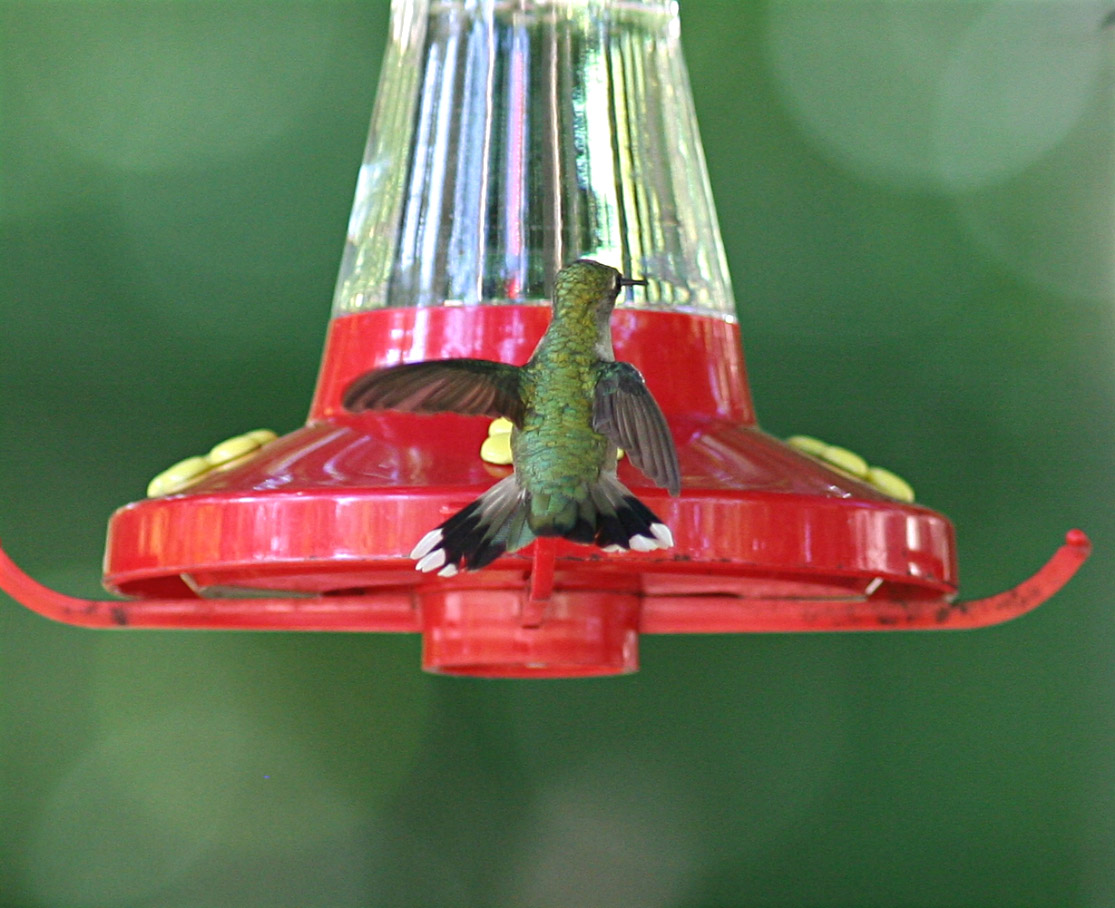 Ruby Throated Hummer