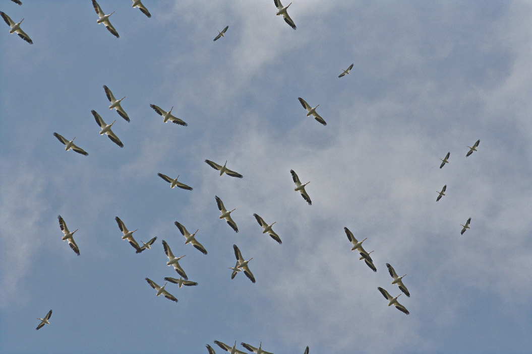 White Pelicans