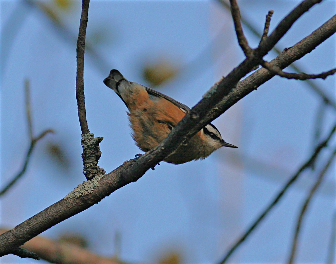 Red-breasted Nuthatch