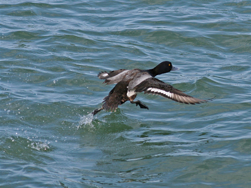 Scaup in Flight I