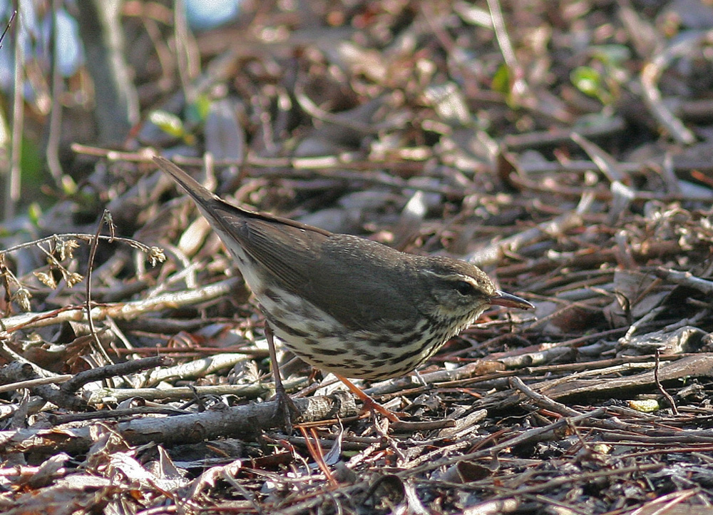 Northern Waterthrush