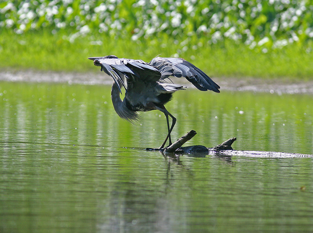 Blue Heron Takeoff I