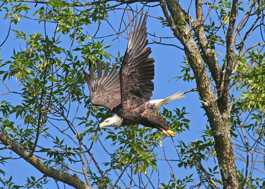 Eagle Flight I